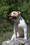 BOULEDOGUE AMERICAIN 038